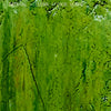 VERTE EUPHORIE